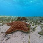 Cozumel, El Cielo: 4-Hour Shared Snorkeling Tour - How It Compares to Other Tour Options