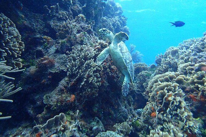 Cozumel El Cielo Tour! Palancar & Colombia Reef from Cancun - Analyzing the Value
