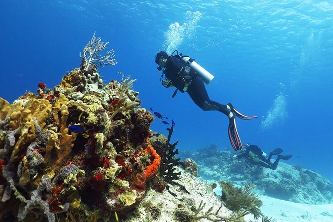 Cozumel Express 2-Tank Dives from Playa del Carmen/ Only for Certified Divers - What Makes This Tour Stand Out