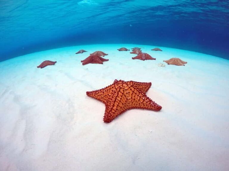 Cozumel: Hop on a glass-bottom boat and dive into a snorkeling adventure - Who Should Book This Tour?