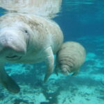 Cozumel: Manatee Encounter, Chankanaab Admission and Buffet - Who Is This Tour Best For?