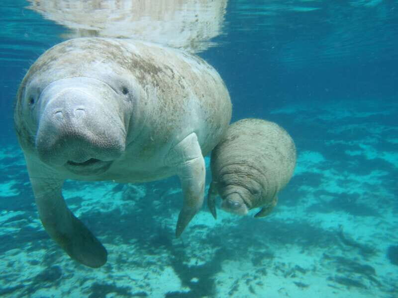 Cozumel: Manatee Encounter, Chankanaab Admission and Buffet - Who Is This Tour Best For?