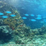 Cozumel, Passion Island: 4-Hour Private Tour - What to Expect from the Tour