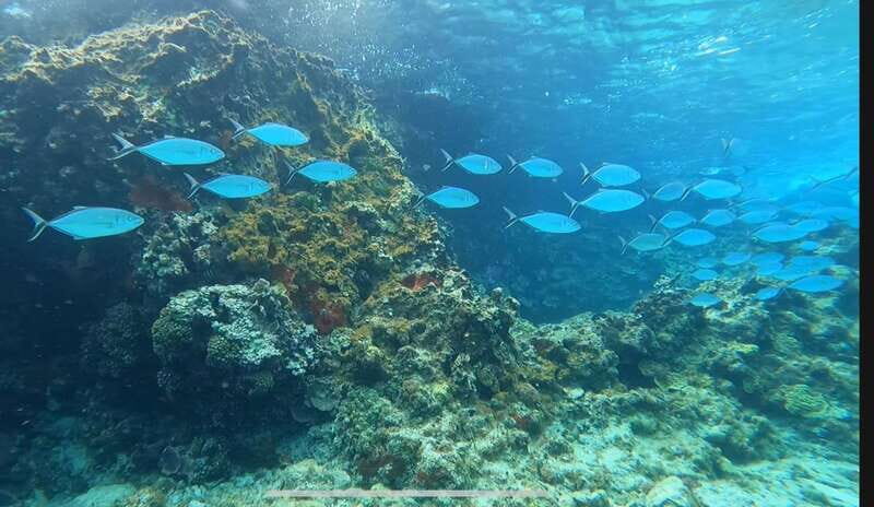 Cozumel, Passion Island: 4-Hour Private Tour - What to Expect from the Tour