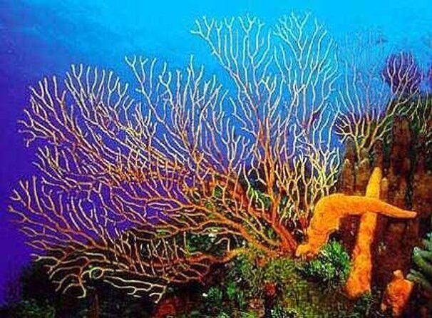 Cozumel Private 4-hour Boat Tour to El Cielo with Snorkeling - FAQs