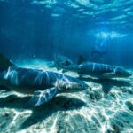 Cozumel: Snorkel and Swim with Stingrays - What Makes This Tour Special