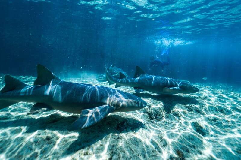 Cozumel: Snorkel and Swim with Stingrays - What Makes This Tour Special