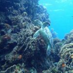 Cozumel Snorkel Experience! El Cielo Beach & Reef from Tulum City - The Day in Detail: What to Expect