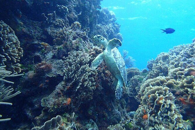 Cozumel Snorkel Experience! El Cielo Beach & Reef from Tulum City - The Day in Detail: What to Expect