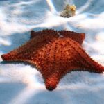 Cozumel Snorkeling Tour: Palancar, Columbia and El Cielo Reefs - The Real-World Perspective: Authentic Experiences from Travelers