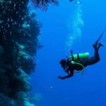 Cozumel: Twilight and Night Dive for Certified Divers - Why This Tour Offers Real Value