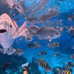 Cozumel's Best: Snorkel Adventure in El Cielo and El Cielito - In-Depth Breakdown of the Itinerary