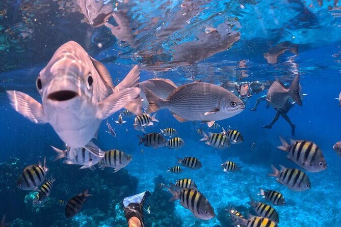 Cozumel's Best: Snorkel Adventure in El Cielo and El Cielito - In-Depth Breakdown of the Itinerary