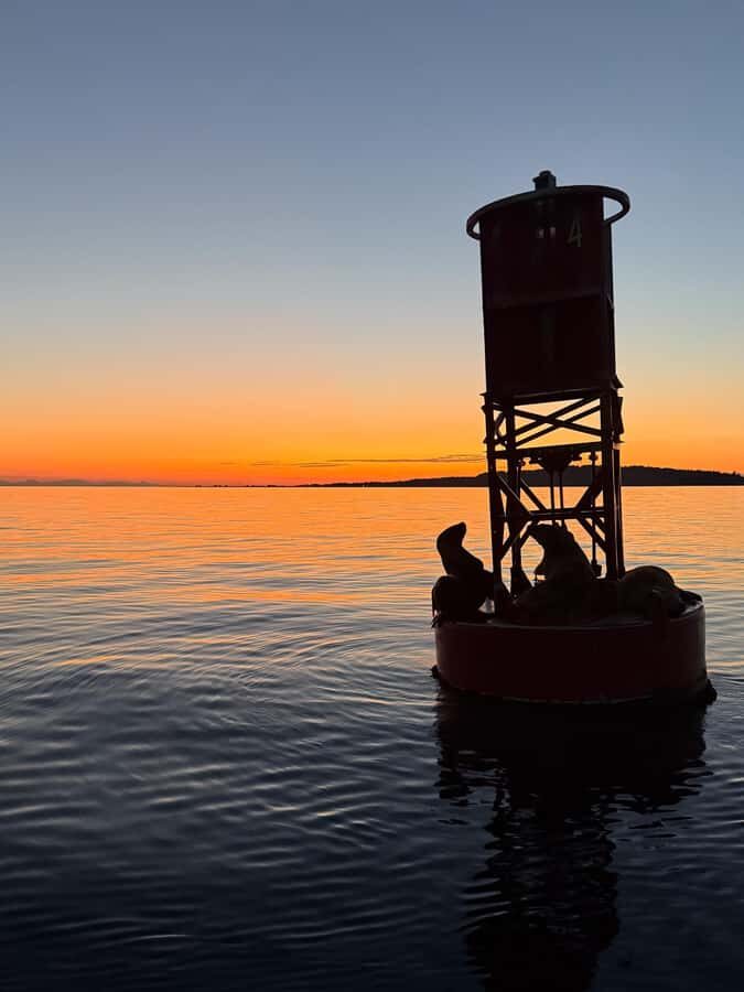 Crescent Beach: Sunset Wildlife Cruises in BC - What to Expect on the Cruise