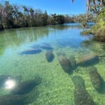 Crystal River Boat and Nature Tour - Analyzing the Value: Is It Worth It?