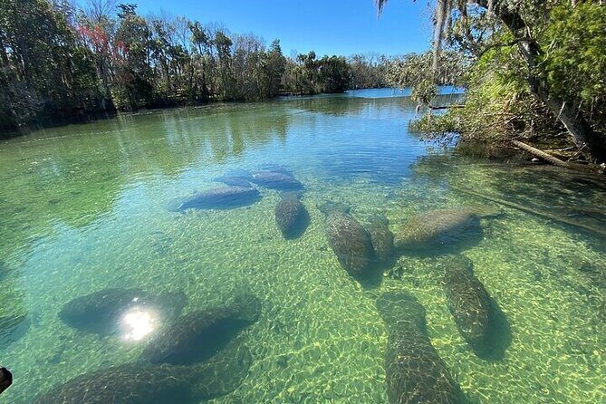 Crystal River Boat and Nature Tour - Analyzing the Value: Is It Worth It?