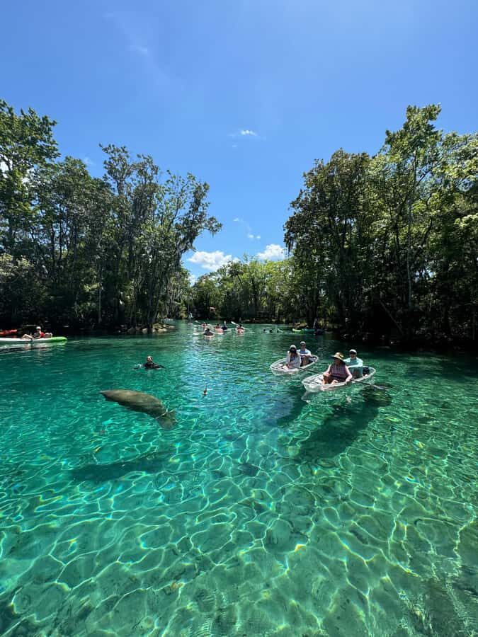 Crystal River: Clear Kayak Manatee & Springs Tour - Why This Tour Offers Good Value