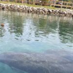 Crystal River: Guided Kayak Tour with Manatee Encounters - FAQ