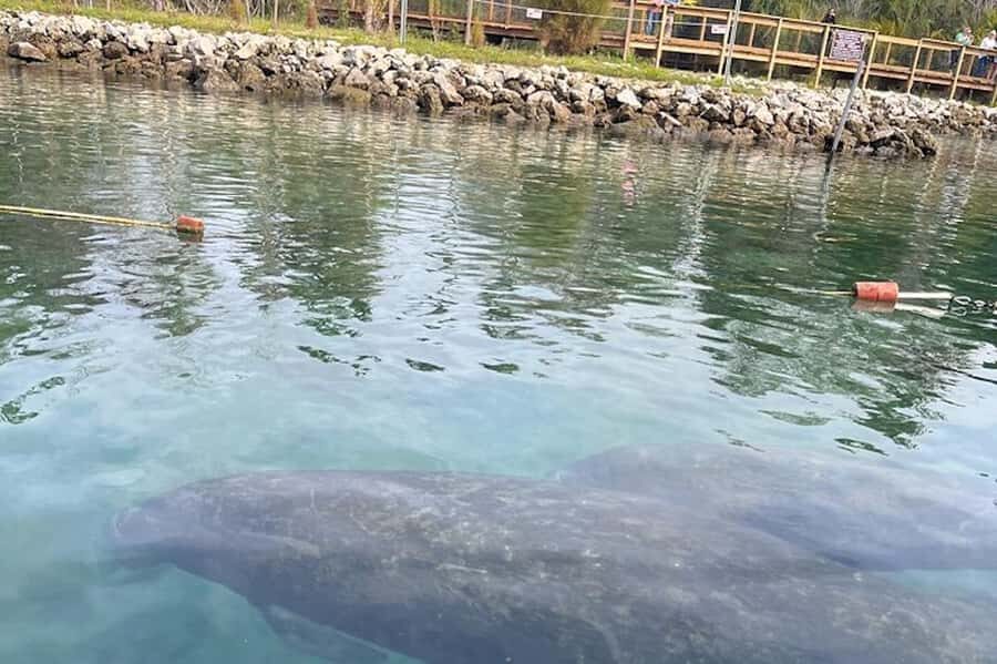 Crystal River: Guided Kayak Tour with Manatee Encounters - FAQ