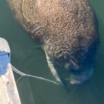 Crystal River: Kings Bay Eco/Sunset Tour - Final Thoughts