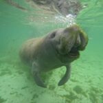 Crystal River: Manatee In-Water Snorkel Tour - The Itinerary in Detail