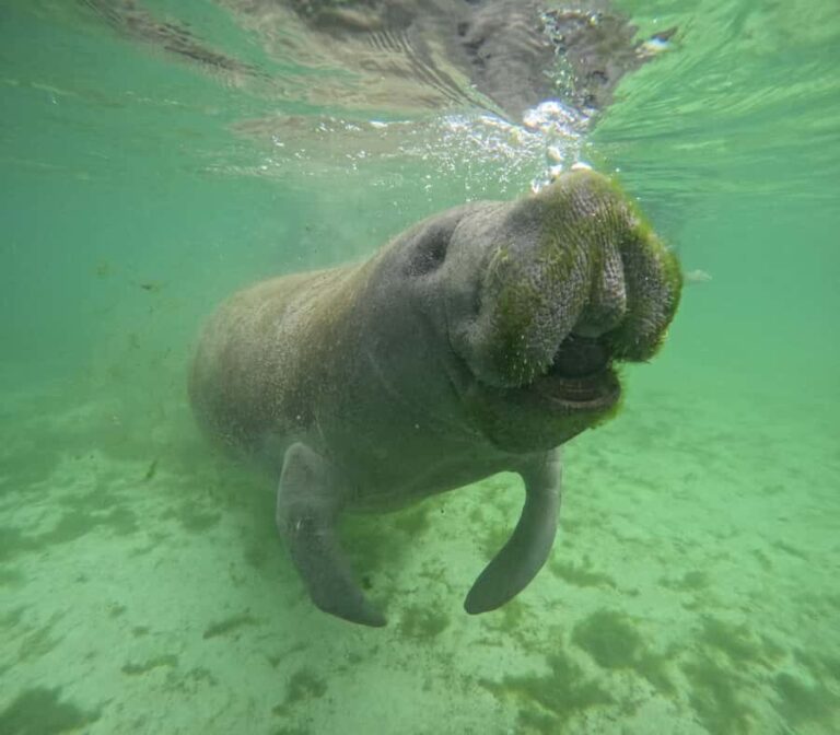 Crystal River: Manatee In-Water Snorkel Tour - The Itinerary in Detail