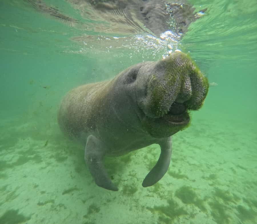 Crystal River: Manatee In-Water Snorkel Tour - The Itinerary in Detail