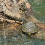 Crystal River: Manatee Season Tour w/ Free Photo Package - Why This Tour Is Worth Considering