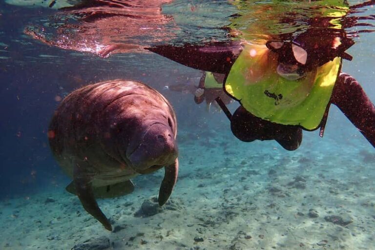 Crystal River: Manatee Swim Small Group, VIP or Private Tour - The Practicalities: What to Know Before You Go