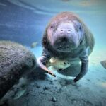 Crystal River: Manatee Swim Tour - The Snorkeling Experience