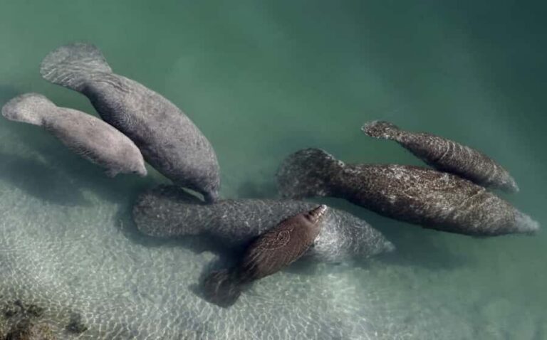 Crystal River: Naturalist Guide Eco Wildlife Manatee Tour - In-Depth Look at the Itinerary