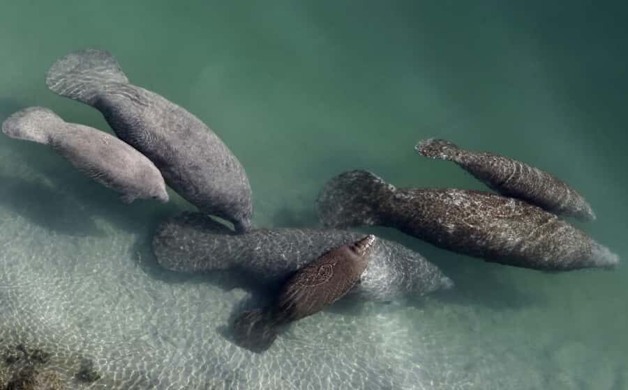 Crystal River: Naturalist Guide Eco Wildlife Manatee Tour - In-Depth Look at the Itinerary