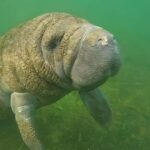 Crystal River: Semi-Private Manatee Swim With Heated Boat - Why Guides Make a Difference