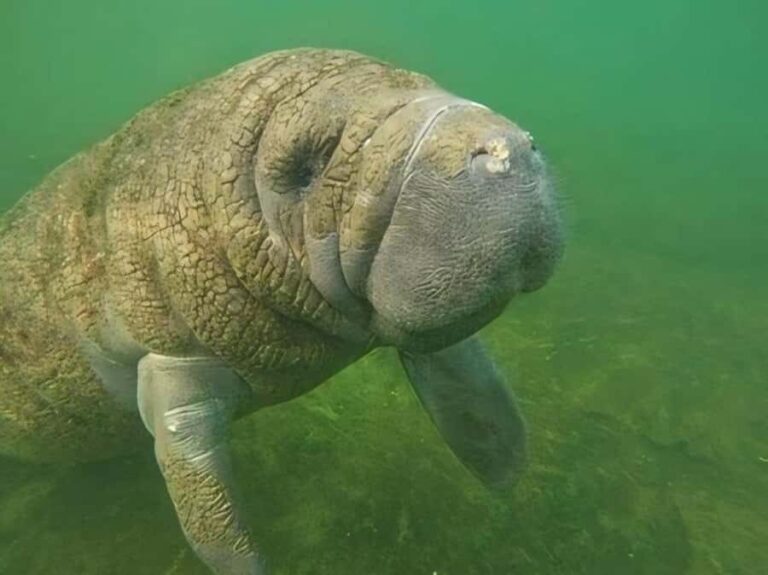 Crystal River: Semi-Private Manatee Swim With Heated Boat - Why Guides Make a Difference
