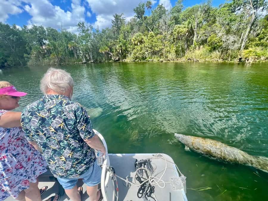 Crystal River: Small-Group Manatee Snorkeling Tour - The Itinerary and Experience