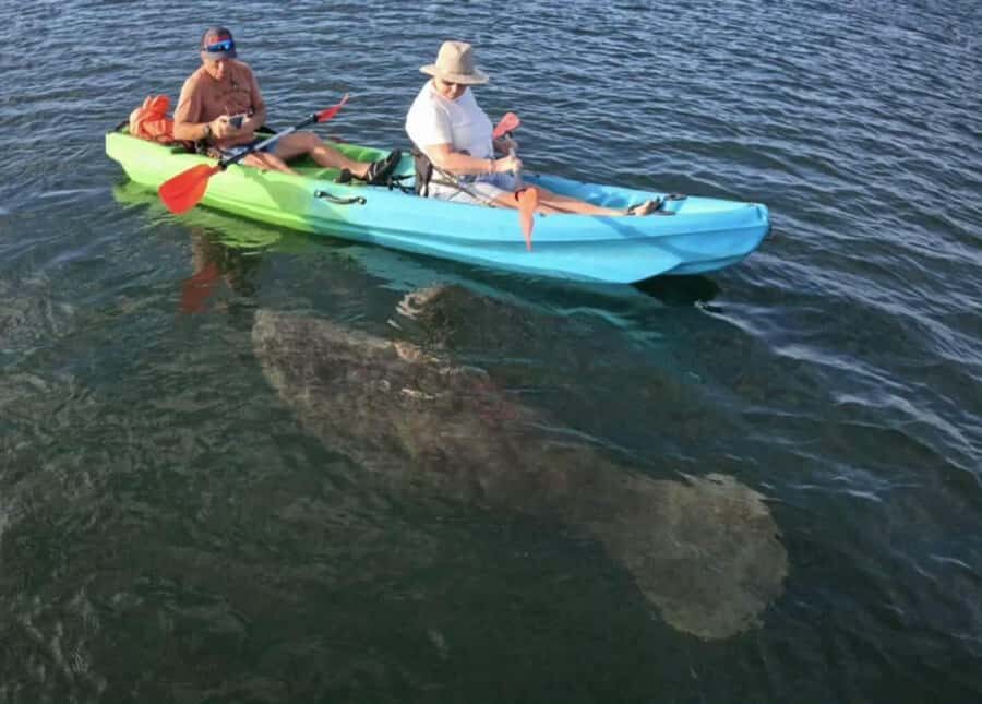 Crystal River: Sunset Kayak with Manatee Viewing Experience - What Happens During the Tour?