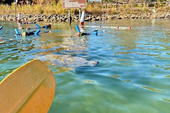 Crystal River Tandem Kayak Rental | 4 Hour | See The Manatees! - What You Can Expect During the 4 Hours