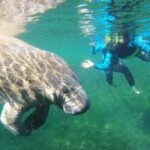 Crystal River: VIP Kayak and Swim with Manatees Tour - Who Will Love This Tour?