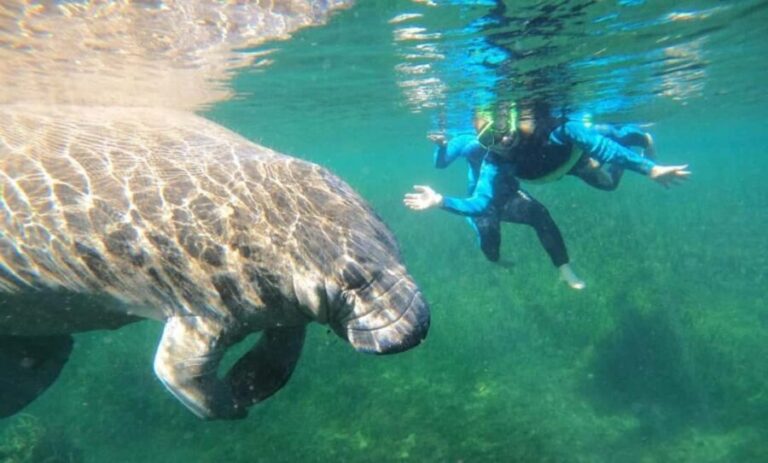 Crystal River: VIP Kayak and Swim with Manatees Tour - Who Will Love This Tour?