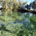 Crystal River:Three Sisters Springs Guided Kayak & Swim Tour - Exploring Three Sisters Springs