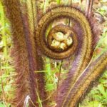 Cultivate Hapuu Ferns with Citrus Tea in the Hawaiian Rainforest - Is It Worth the Price?