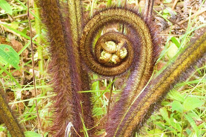 Cultivate Hapuu Ferns with Citrus Tea in the Hawaiian Rainforest - Is It Worth the Price?