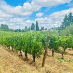 Curated Wine Country Experiences Full Day Tour - What We Love About This Tour