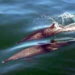 Custom 46' Boat in Puerto & Nuevo Vallarta - The Itinerary: What You Can Expect