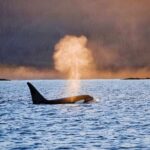 Customizable Private Wildlife Tour - A Deep Dive into the Experience