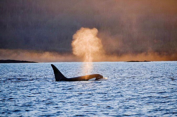 Customizable Private Wildlife Tour - A Deep Dive into the Experience