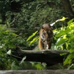 Dallas CityPASS®: Save up to 49% at 4 Top Attractions - Diving Into the Attractions