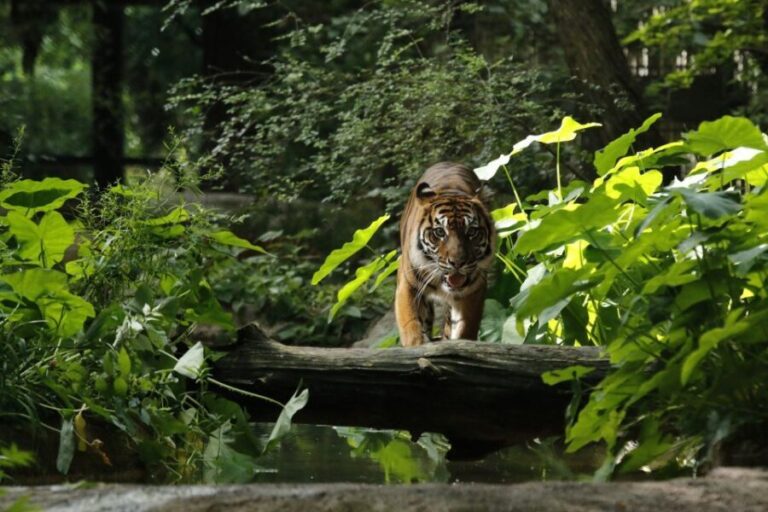 Dallas CityPASS®: Save up to 49% at 4 Top Attractions - Diving Into the Attractions