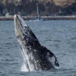 Dana Point: Whale and Dolphin Watching Tour - What to Expect During the Tour