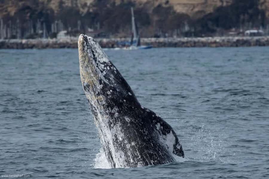 Dana Point: Whale and Dolphin Watching Tour - What to Expect During the Tour